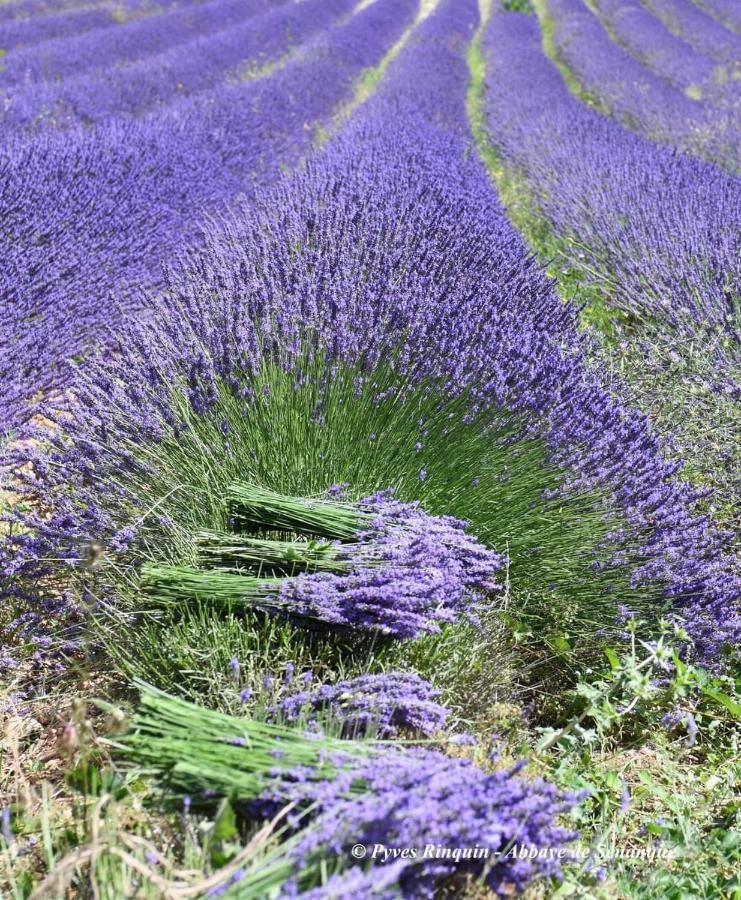 Entre Ventoux Et Luberon Chambre D'Hote Sault-de-Vaucluse Bagian luar foto